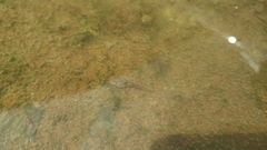 Fejervarya limnocharis