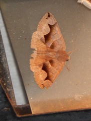 Gondysia smithii
