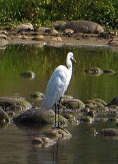 Ardea alba