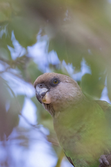Poicephalus cryptoxanthus cryptoxanthus