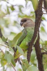 Poicephalus cryptoxanthus cryptoxanthus