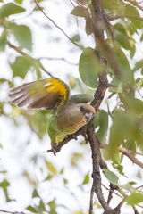 Poicephalus cryptoxanthus cryptoxanthus