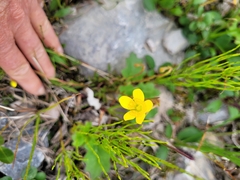 Saxifraga hirculus
