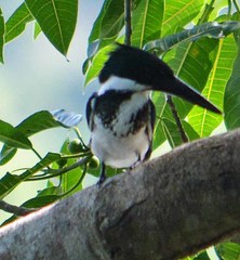 Chloroceryle amazona