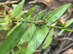 Diplacodes trivialis