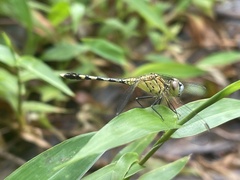 Diplacodes trivialis