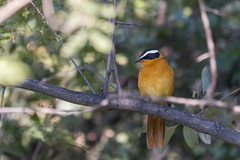 Cossypha heuglini heuglini