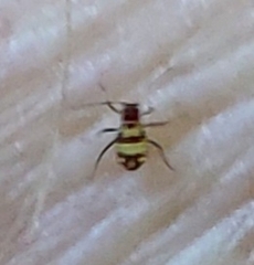 Callipterinella tuberculata