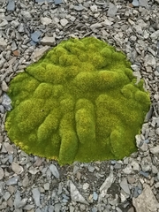 Thylacospermum caespitosum