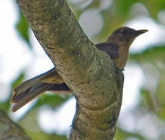 Turdus grayi