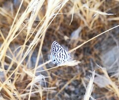 Tarucus theophrastus