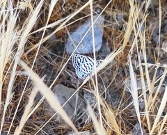 Tarucus theophrastus