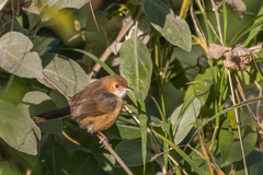 Cisticola erythrops