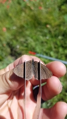 Coenonympha haydenii