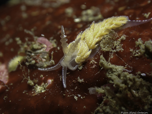 Favorinus blianus