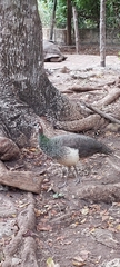Pavo cristatus