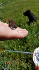 Coenonympha haydenii