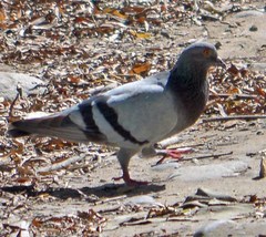 Columba livia