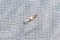 Lepidoscia heliochares