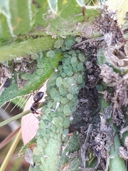 Aphis confusa
