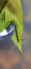 Cephonodes hylas