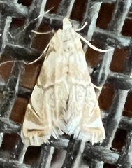 Eoparargyractis plevie