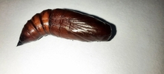 Cephonodes hylas
