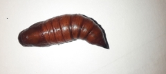 Cephonodes hylas