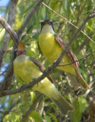 Megarynchus pitangua