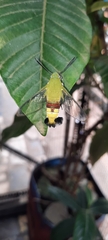 Cephonodes hylas