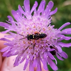 Nomada