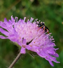 Nomada