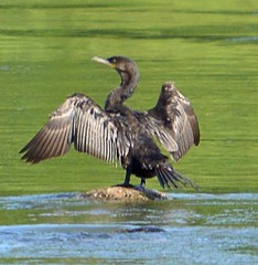 Nannopterum brasilianum