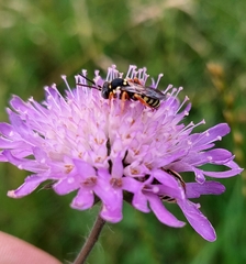 Nomada