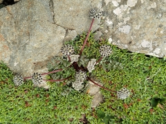 Hymenidium pulszkyi