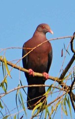 Patagioenas flavirostris