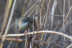 Bradypterus baboecala