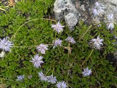 Globularia cordifolia