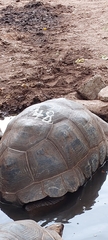 Aldabrachelys gigantea