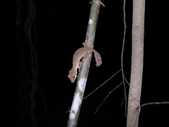 Uroplatus