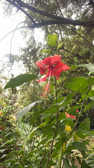 Image of Hibiscus rosa-sinensis