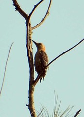 Melanerpes aurifrons