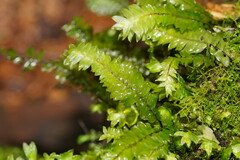 Cyathophorum bulbosum