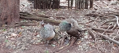 Pavo cristatus