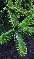 Abies numidica