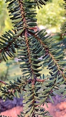 Abies numidica