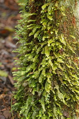 Cyathophorum bulbosum