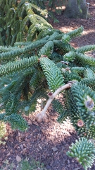Abies numidica