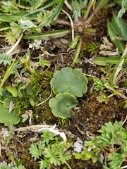 Chrysosplenium nudicaule