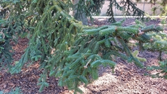 Abies numidica